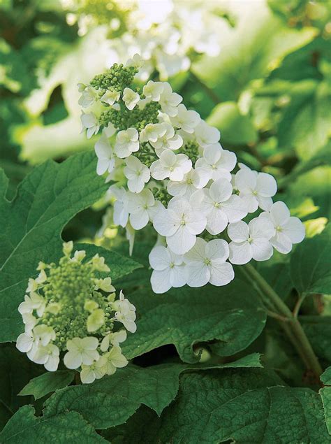 The Best White Hydrangeas For Your Garden