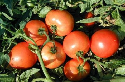 Large Undersized Varieties Of Tomatoes Healthy Food Near Me