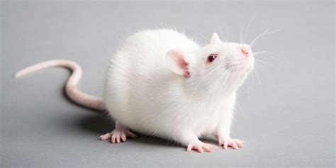 The Albino Rat - Amazing Facts, Care Guide and Breed History