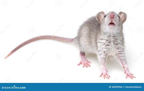 A Little Gray Mouse Royalty Free Stock Image Image 30499966