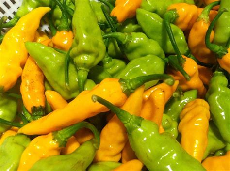 Hot DATIL PEPPER Seeds Capsicum Chinense