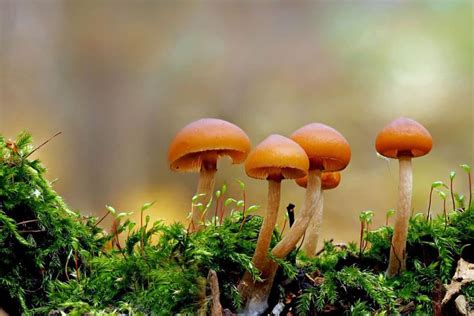 8 Common Mushrooms In Florida – Plant Grower Report