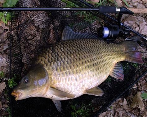 Карп - читайте на Сatcher.fish
