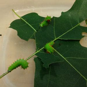 Polyphemus Silk Moth EGGS -- LIVE Moth eggs – Sagebrush Butterflies