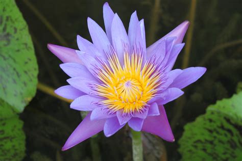 Purple Color Lotus Flower Free Stock Photo Public Domain Pictures