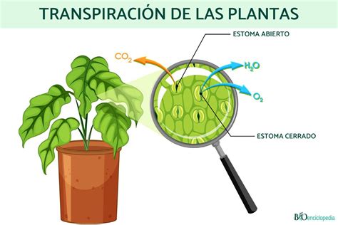 Las plantas, el transporte de agua y nutrientes