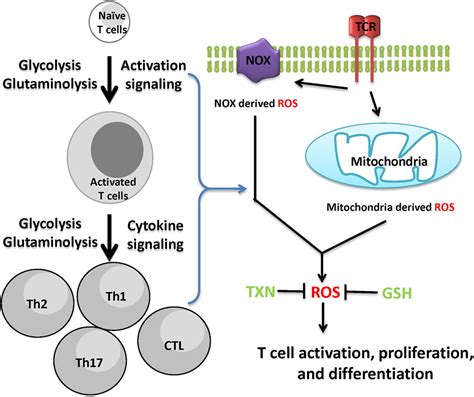 Frontiers Metabolic Reprogramming In Modulating T Cell Reactive