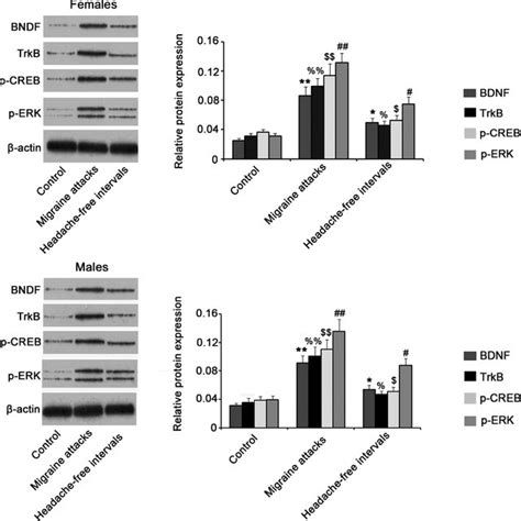 Western Blot Assay Showed Protein Expression Levels Of Bdnf Trkb