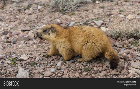 Groundhog Black Tail Image & Photo (Free Trial) | Bigstock