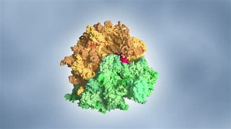 Animated Molecular Model Of A Human 80s Ribosome The 80s Ribosome