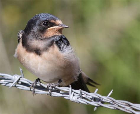 La Aceña Golondrina Común