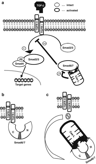 Schematic Representation Of Cas L And Smad67 Interaction A Tgf Download Scientific Diagram