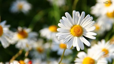 daisy wallpapers  computer wallpapersafari