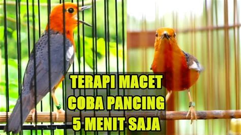 Pancingan Anis Merah Ngecis Ngeplong Teler Ampuh Merangsang Gacor