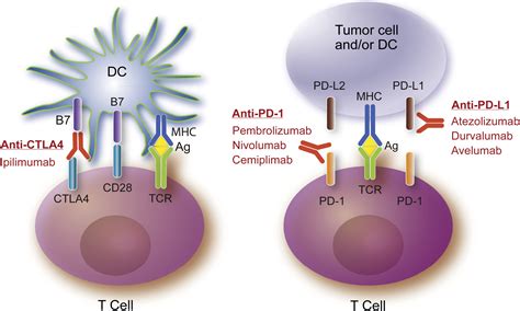 Immune Checkpoint Blockade And Skin Toxicity Pathogenesis Journal Of