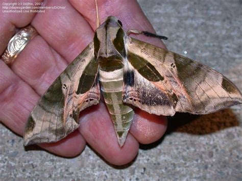 Bug Pictures Pandorus Sphinx Moth Pandora Sphinx Moth Eumorpha