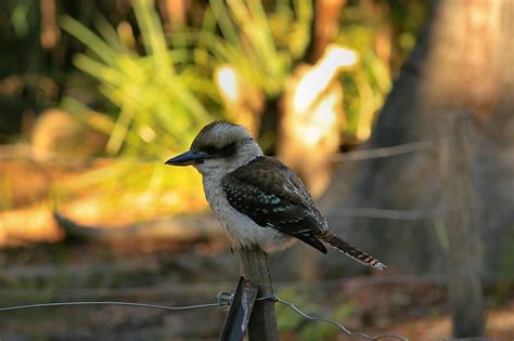 Pájaro Kookaburra Australia Foto gratis en Pixabay Pixabay