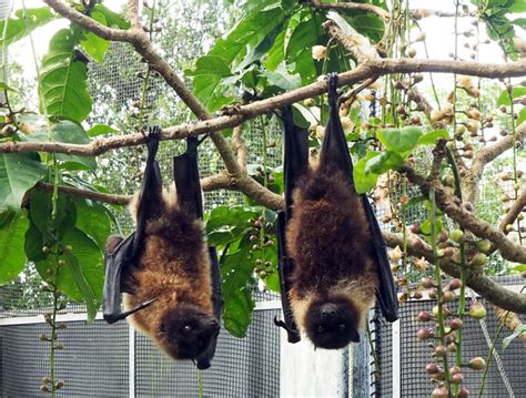 沖縄こどもの国 Okinawa Zoo And Museum 子供とお出かけ情報「いこーよ」