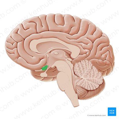 Quiasma óptico Anatomia e função Kenhub