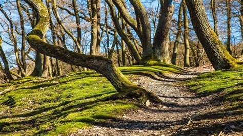 Forest hiking trail : r/pics