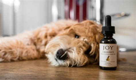 Joy Organics Cbd Pet Oil And Treats Review Great Hemp Usa