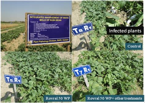 Integrated Management Of Sclerotinia Sclerotiorum An Emerging Fungal