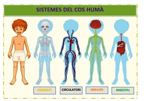 5è UD 3 Òrgans del nostre cos Brian Puertos Soler