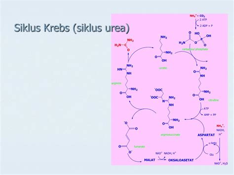 Siklus Krebs