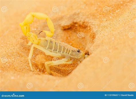 A Scorpion Pincer Pedipalp Up Close Leiurus Hebraeus The Hebrew