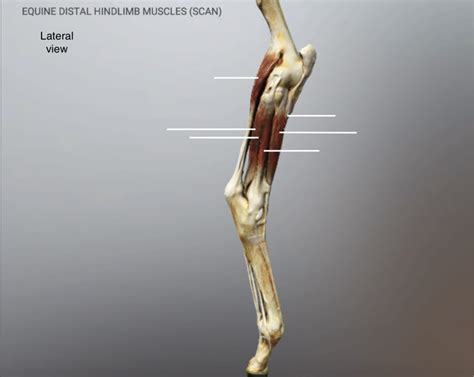 horse crus muscles lateral diagram quizlet