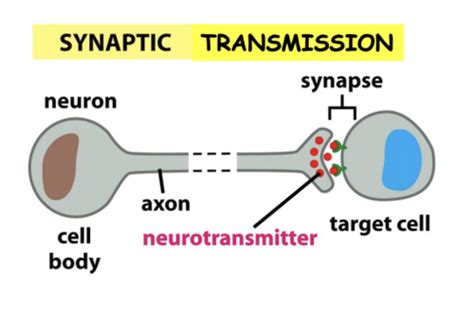 Neurotransmitter Flashcards Quizlet