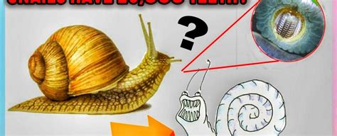 A snail can have about 25 000 teeth | The Fact Base