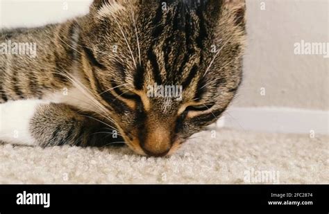 Cat sniffing Stock Videos & Footage - HD and 4K Video Clips - Alamy