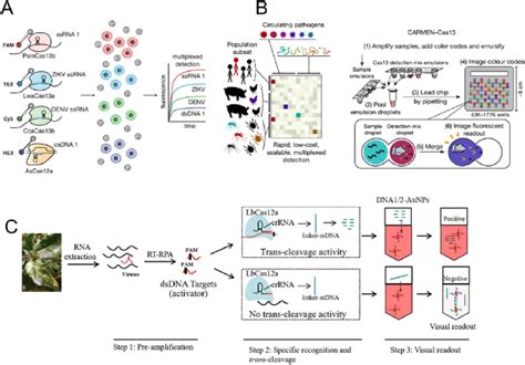 Multiplexed Virus Detection With Crispr Cas12acas13a A Schematic Of