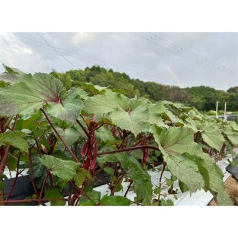 採りたて新鮮野菜 ٩๑˃̶͈̀ ᗨ ˂̶͈́۶ 旬野菜の詰め合わせ 無農薬の通販 By みっちゃん ｜ラクマ