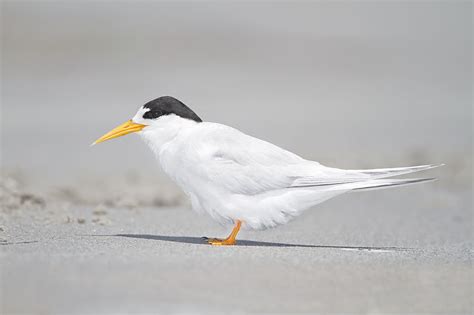 Little tern – A guide to Irelands protected habitats & species