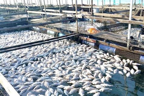 Fish Farming Business In The Philippines