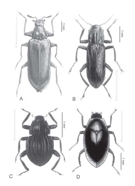 A C Adults Of Elmidae A Potamophilus B Stenelmis C Cf Grouvellinus Download Scientific