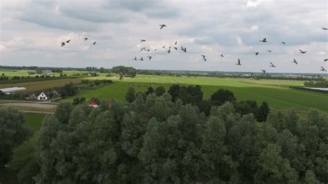 Proef Met Drone Ganzen Van Grasland Verjagen In Utrecht Werkt Goed