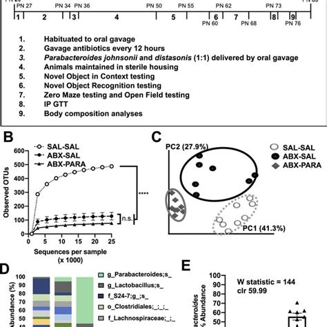 Intestinal Parabacteroides is enriched by antibiotic treatment and oral... | Download Scientific ...