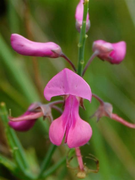 Broom Indigo From Greyton Tiergat South Africa On March