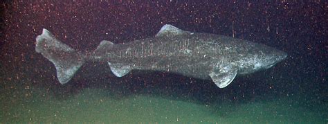 Greenland Shark Facts And Adaptations Somniosus Microcephalus