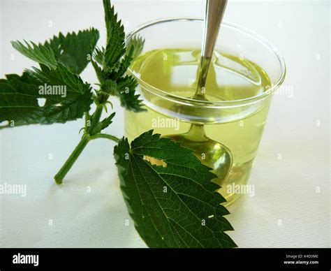 Stinging Nettle Tea Stock Photo - Alamy