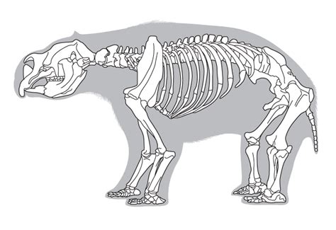 Diprotodon Skeleton