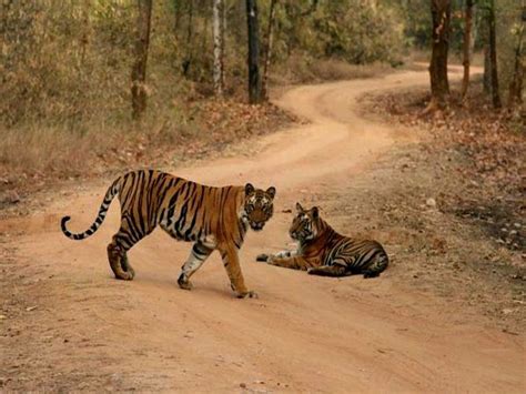 Wildlife Photography in Bandhavgarh - Tripoto