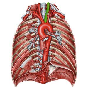 External carotid artery – Easy Anatomy 3D