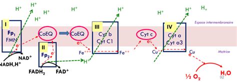 chaîne respiratoire UE1 Biomolécules Tutorat Associatif Toulousain