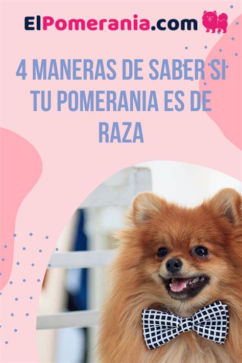 4 Maneras De Saber Si Tu Pomerania Es De Raza Pura Pomerania Perros