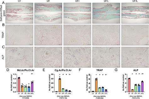 Figure From Liraglutide In Combination With Insulin Has A Superior