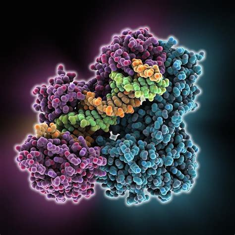 Hiv Reverse Transcription Enzyme Photograph By Science Photo Library